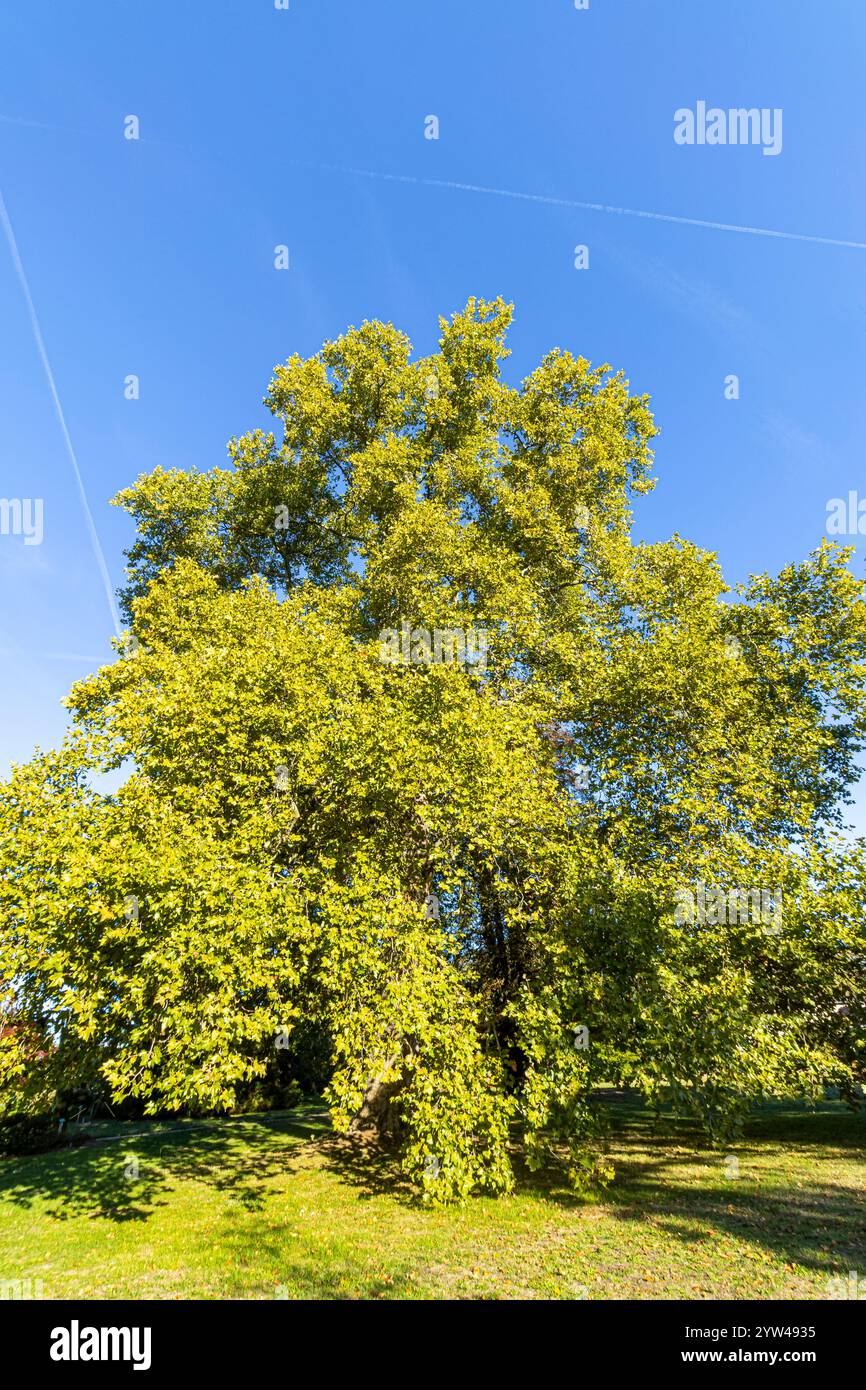 London plane, Platanus hispanica Stock Photo