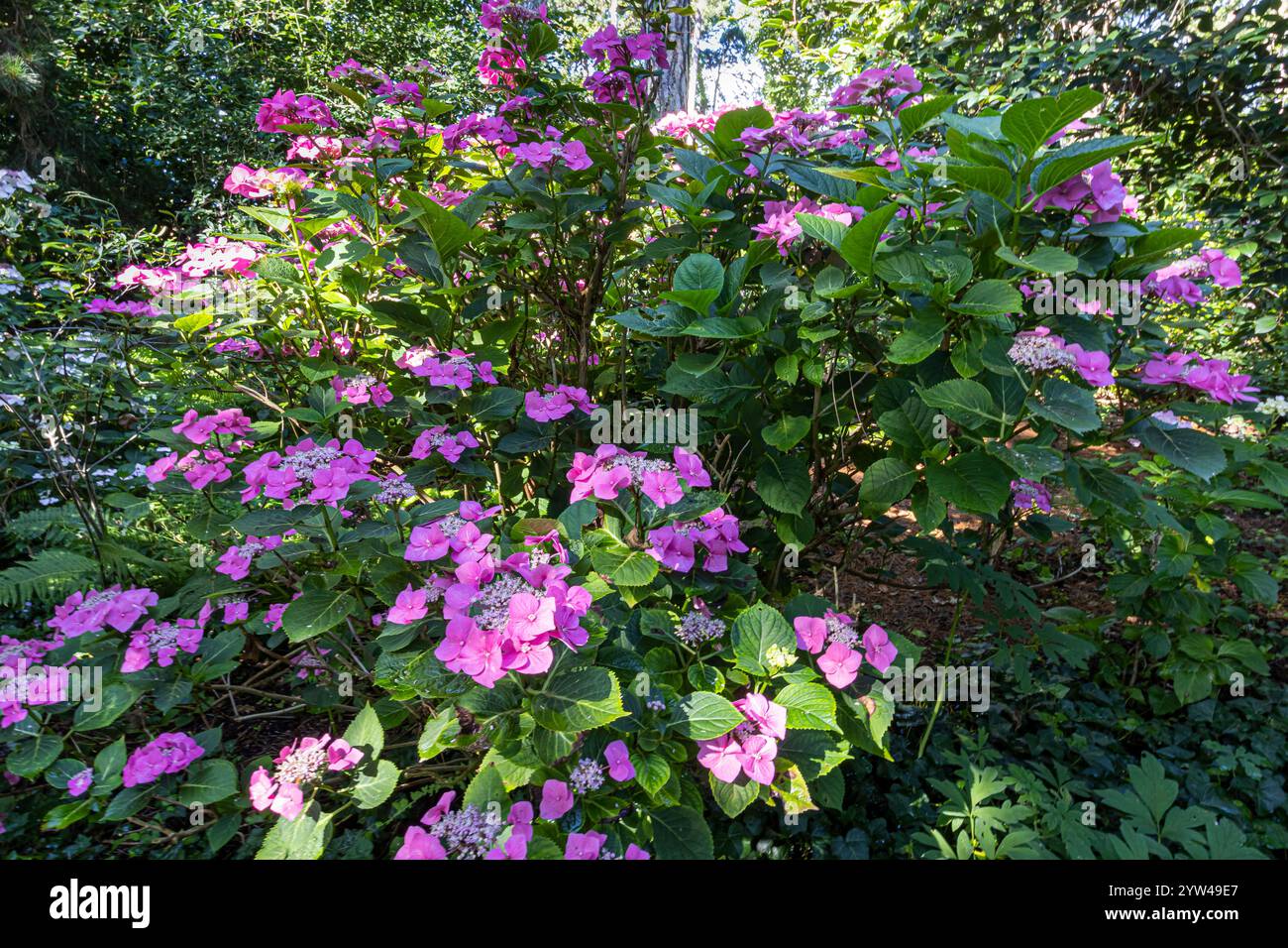 french-hydrangea-hydrangea-macrophylla-teller-rose-in-bloom-stock