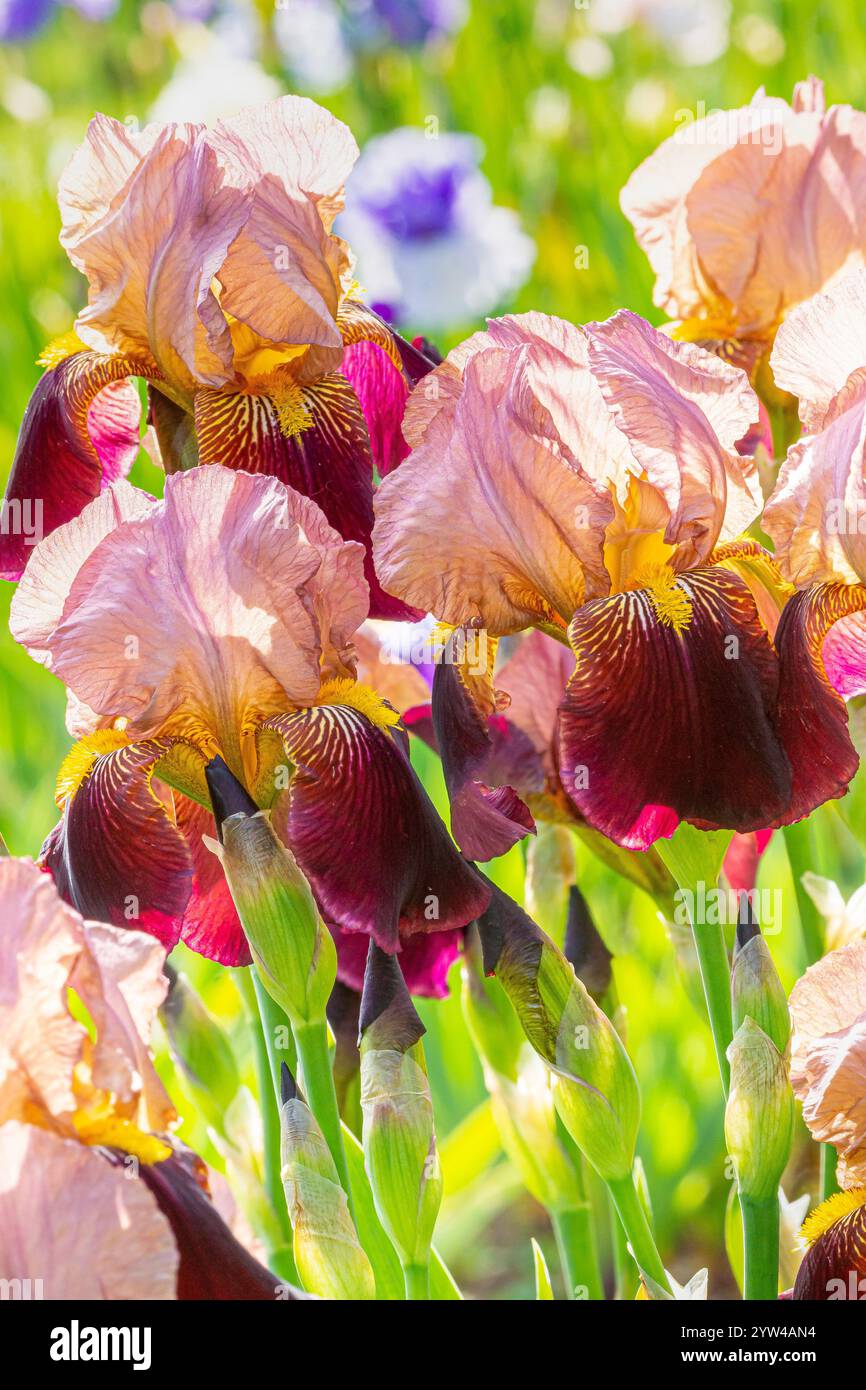Tall Bearded Iris, Iris germanica 'Marshglow', flowers Stock Photo