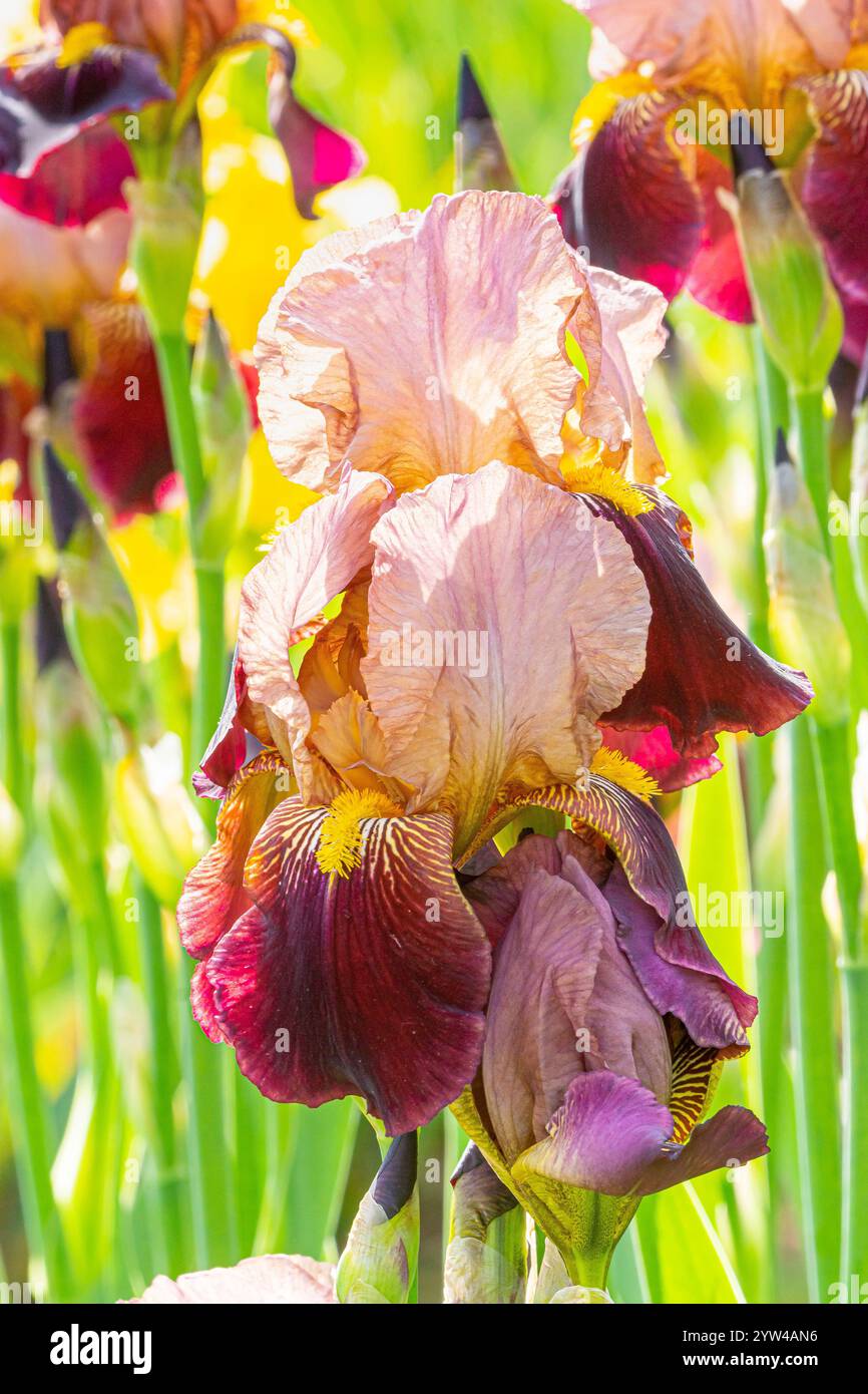 Tall Bearded Iris, Iris germanica 'Marshglow', flowers Stock Photo