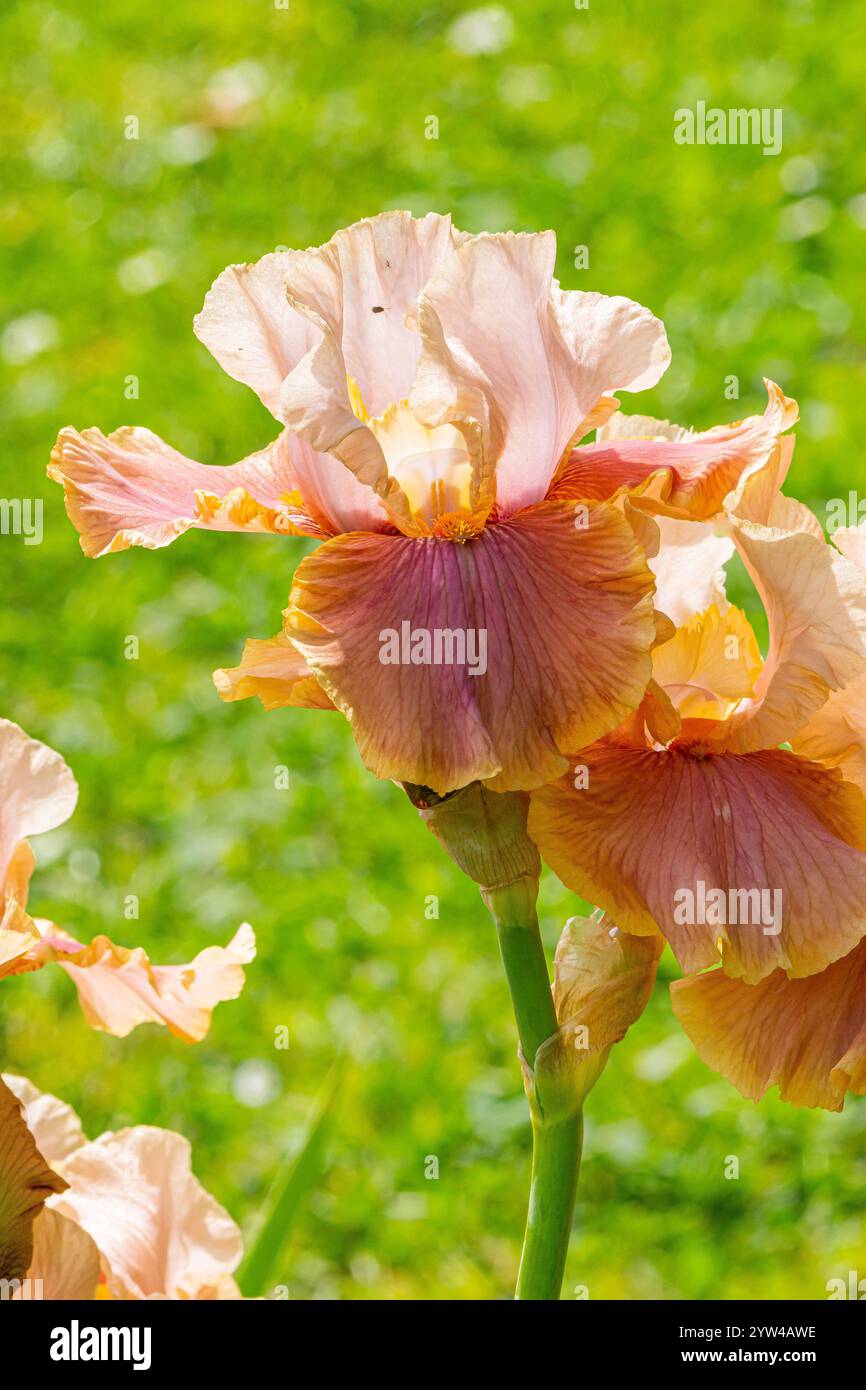 Tall Bearded Iris, Stock Photo