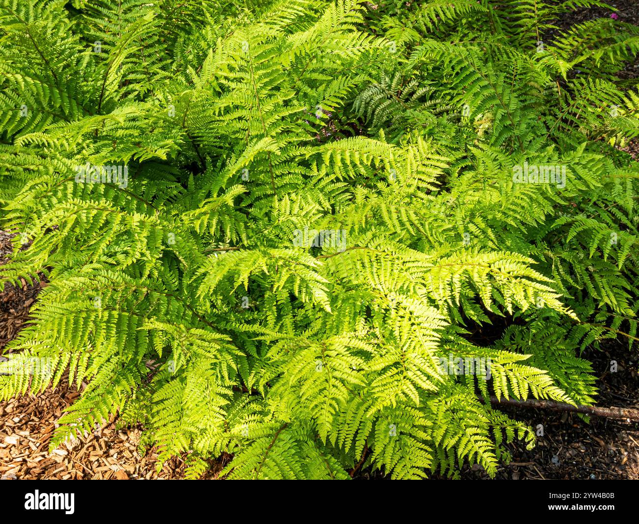 Braun's Holly-fern, Polystichum braunii, fpliage Stock Photo - Alamy