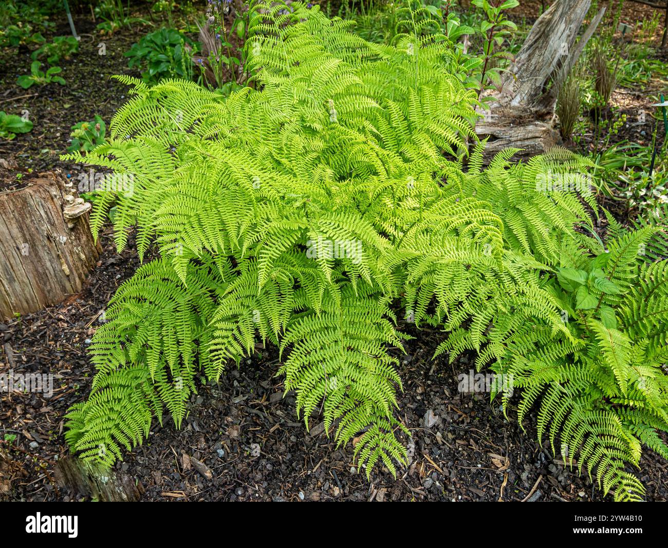 Braun's Holly-fern, Polystichum braunii, fpliage Stock Photo - Alamy