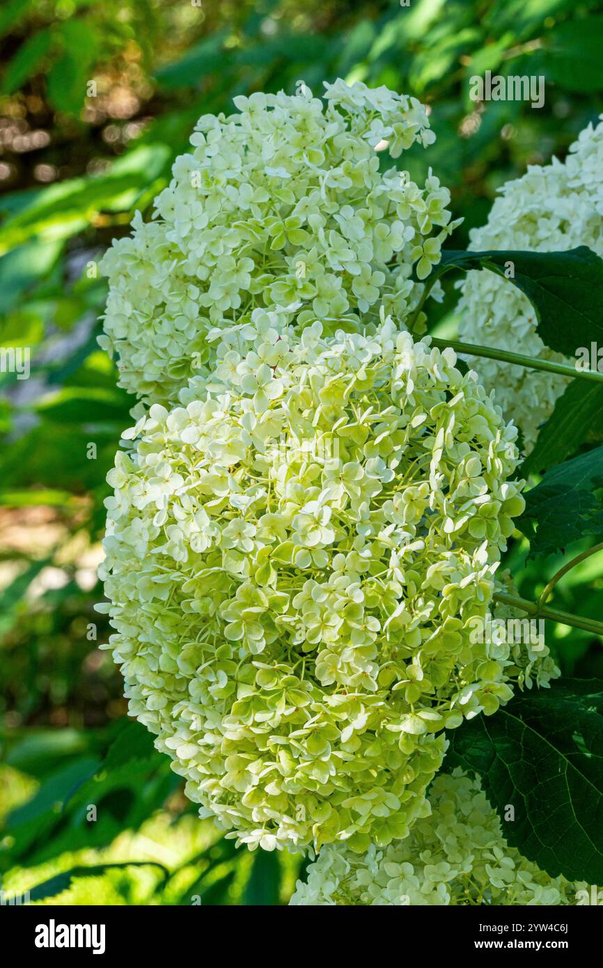 Smooth hydrangea, Hydrangea arborescens 'Annabelle', flowers Stock Photo