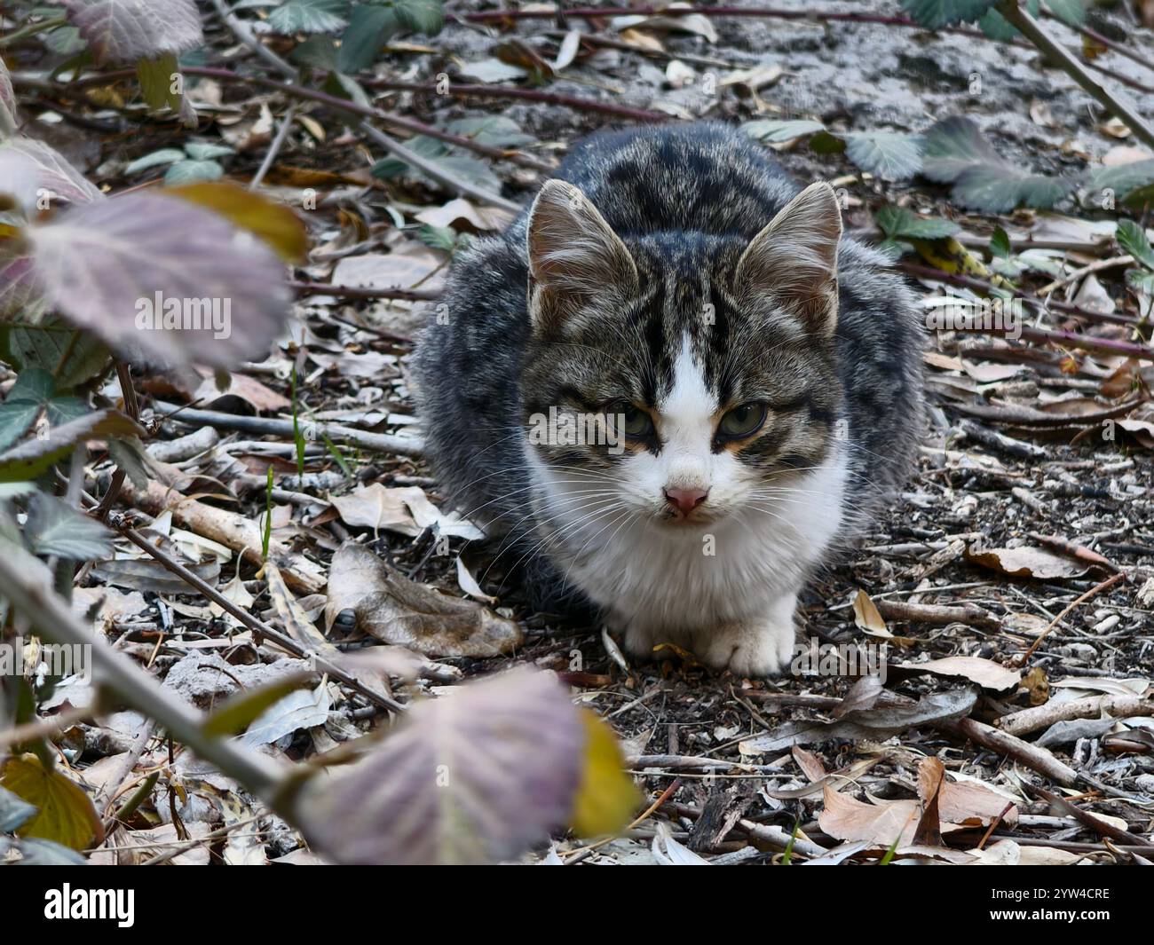 An Anatolian wild or turkish van cat is observing its prey with sharp eyes in the forest Stock Photo