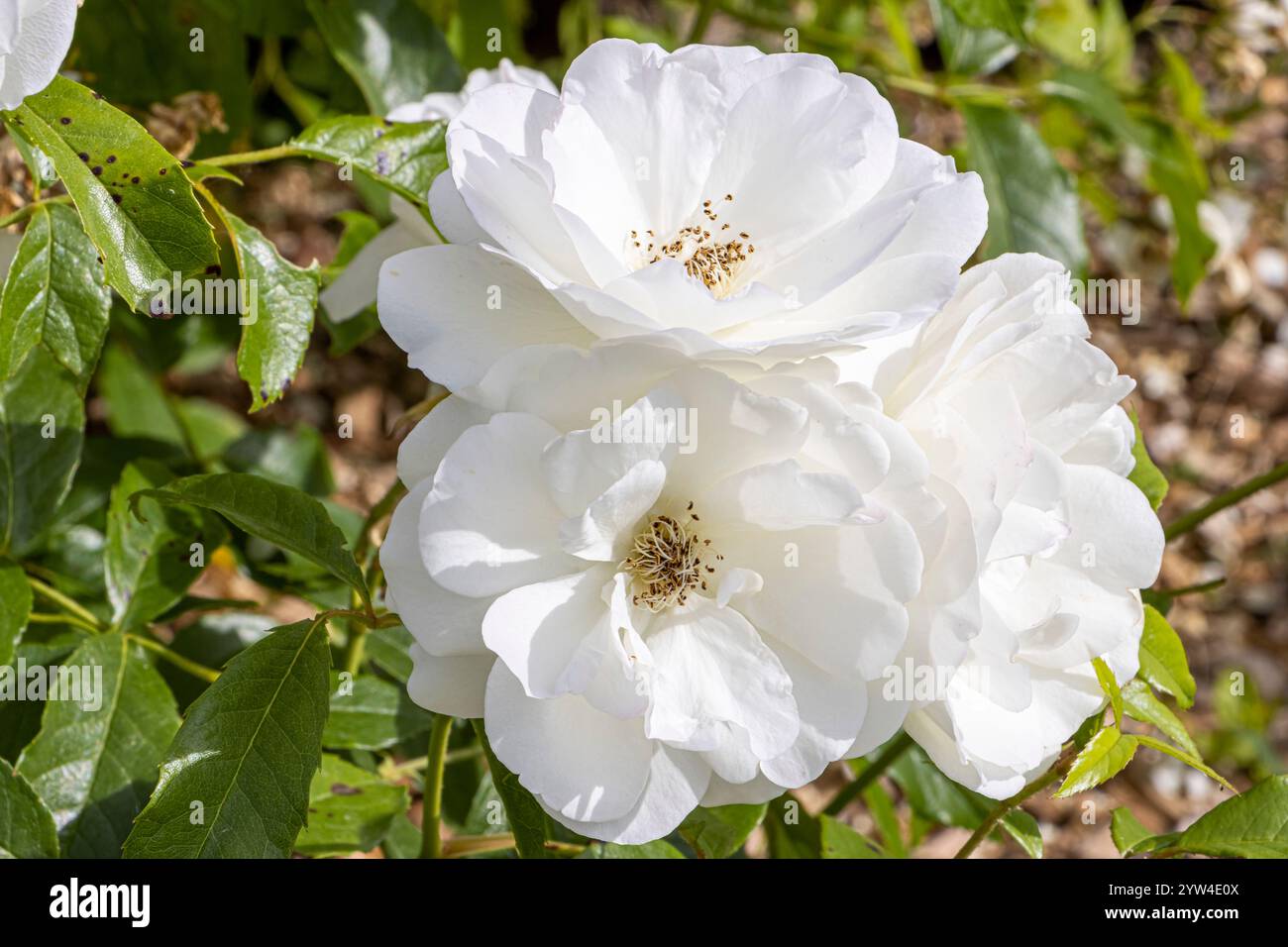 Rose 'Iceberg', Rosa 'Fee des Neiges' Breeder : Kordes (GER) 1958 ...