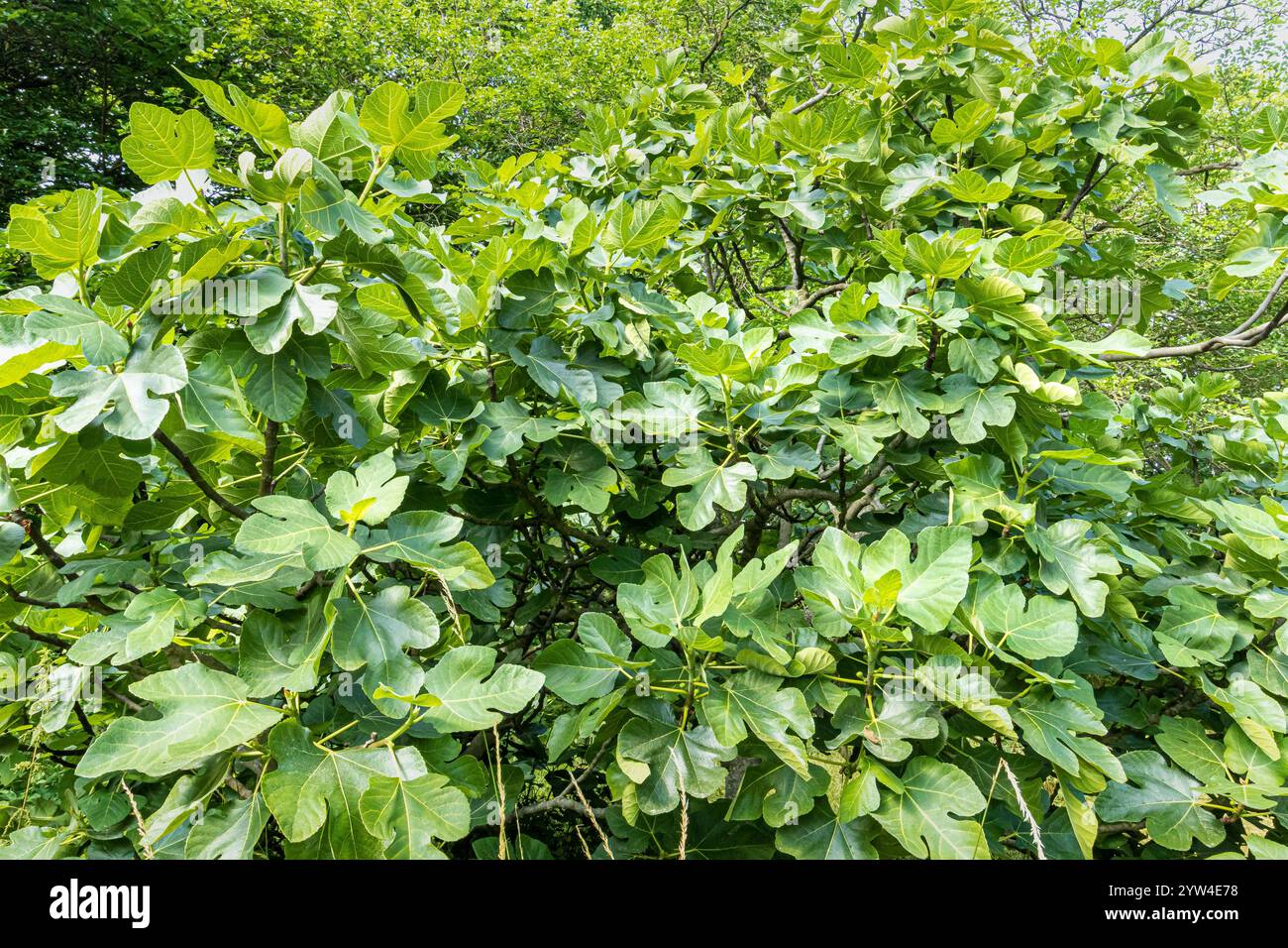 Common Fig, Ficus carica, foliage Stock Photo