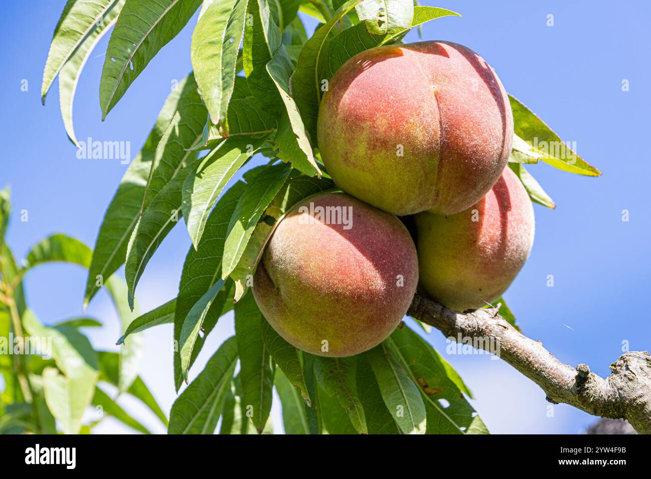 Peach 'Grosse mignonne', Prunus persica 'Grosse mignonne', fruits Stock ...
