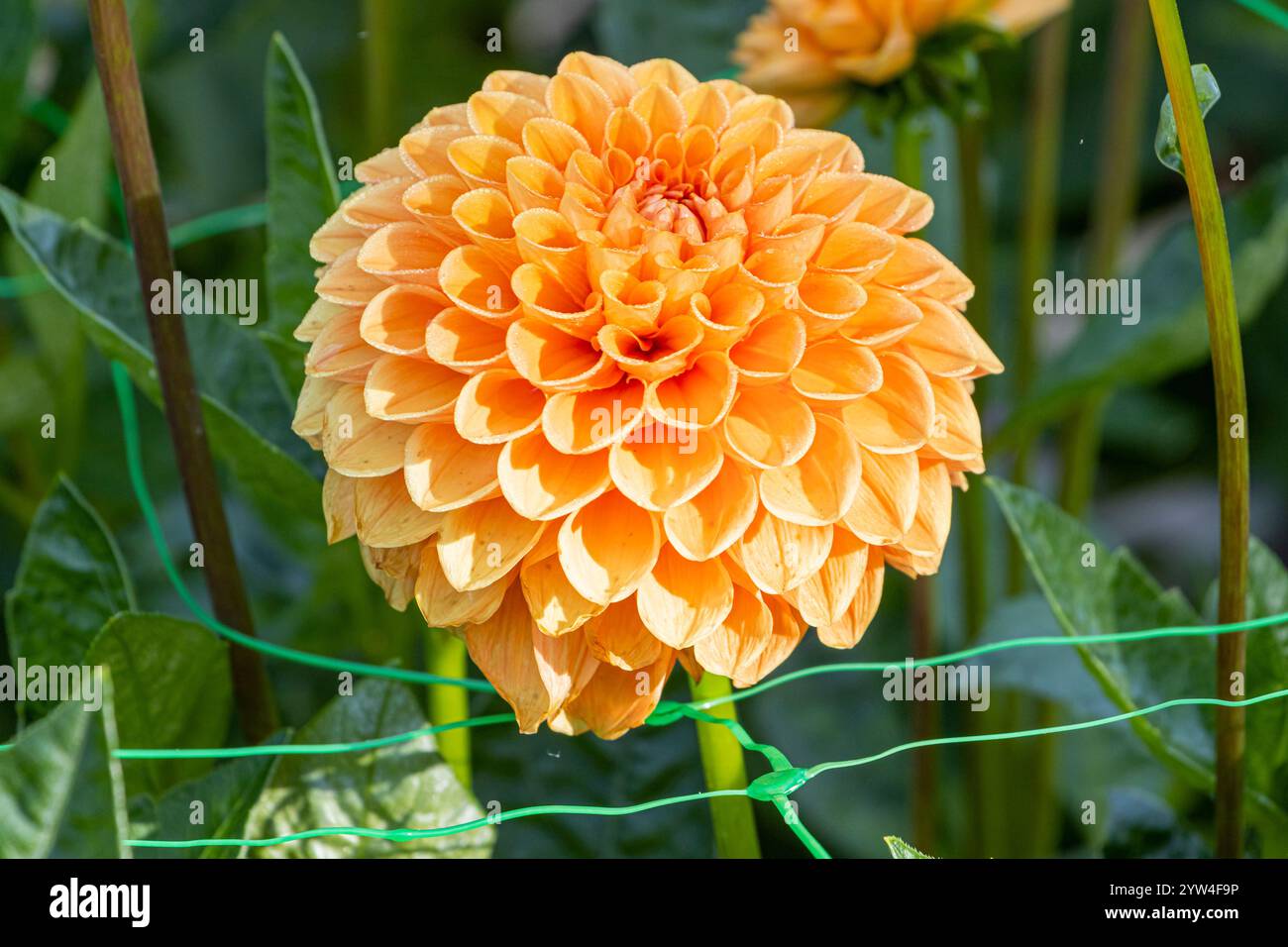 Ball Dahlia 'Cornel Brons', Dahlia 'Cornel Brons' Breeder Smits (NDL) 2004, flower Stock Photo