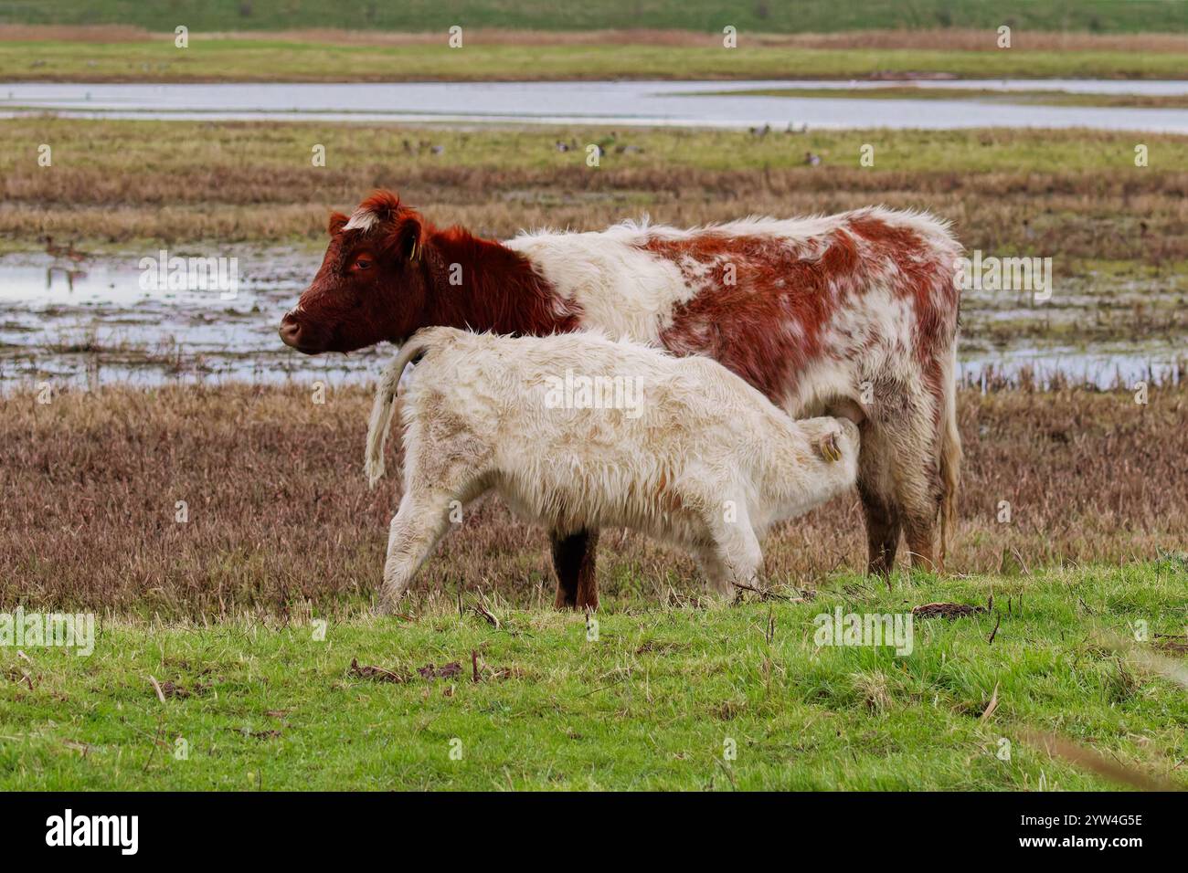 Calf feeding form mother Stock Photo Alamy