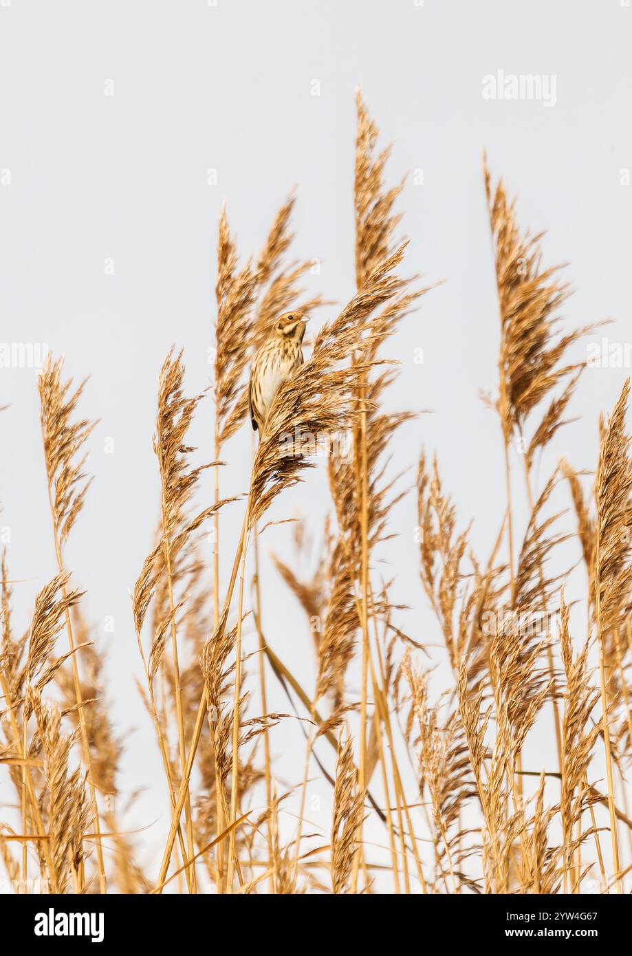 Common reed bunting female hi-res stock photography and images - Alamy