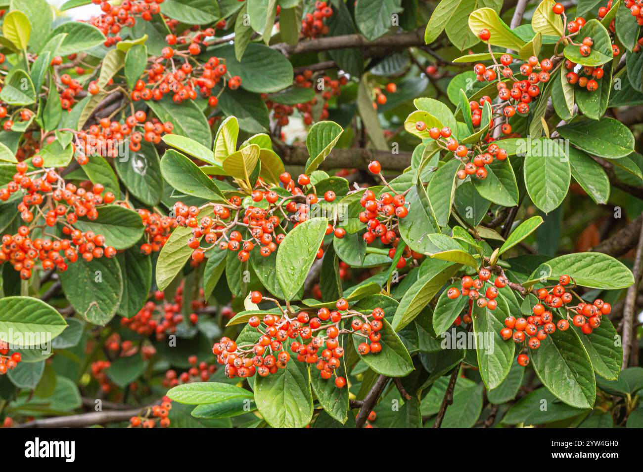 Milkflower cotoneaster, Cotoneaster lacteus, berries Stock Photo
