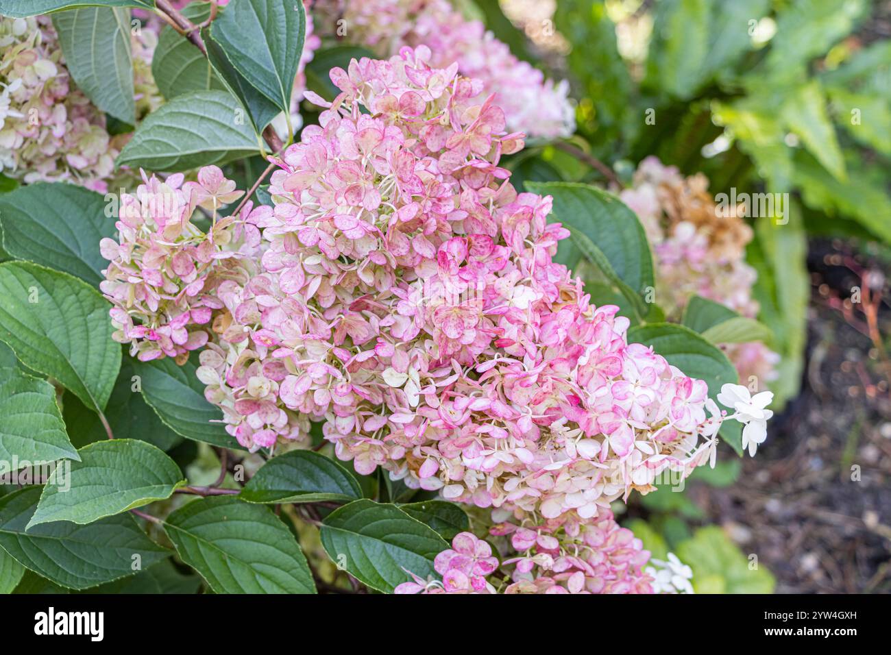 Hydrangea paniculata 'Vanille Fraise', flowers Stock Photo