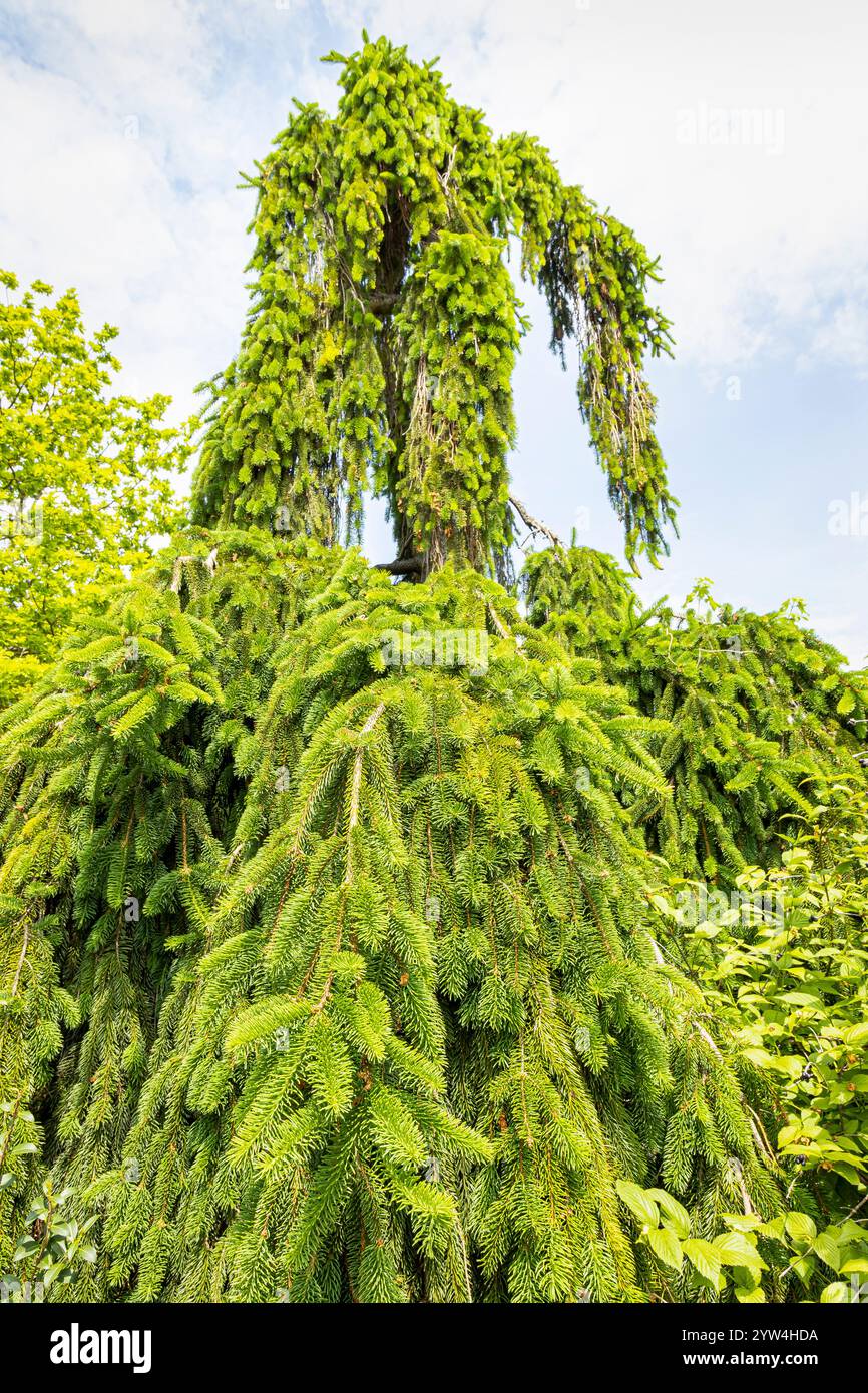 Weeping spruce 'Inversa', Picea abies 'Inversa' Stock Photo