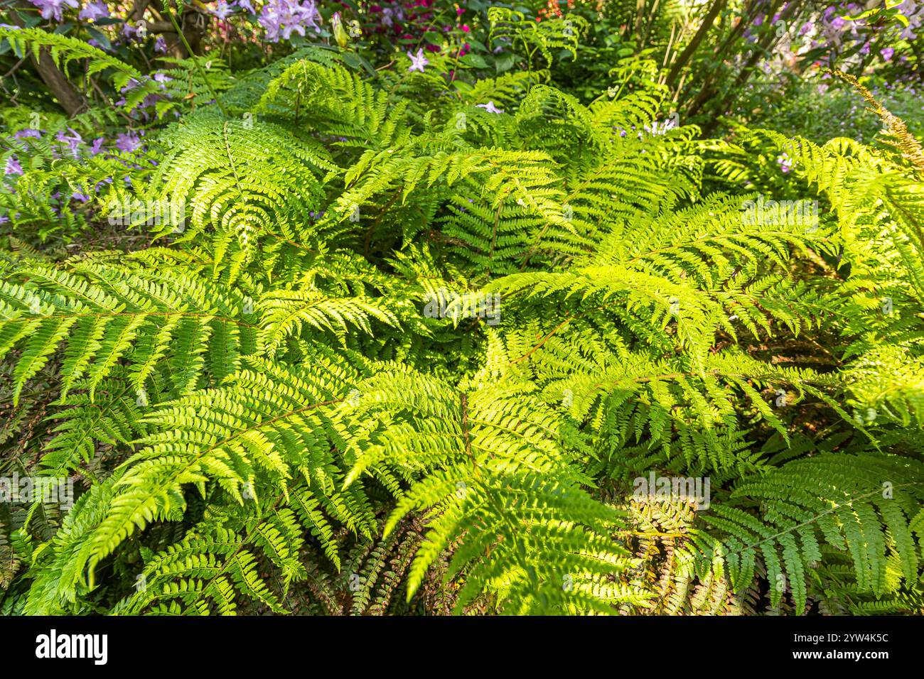 Braun's Holly-fern, Polystichum braunii Stock Photo - Alamy