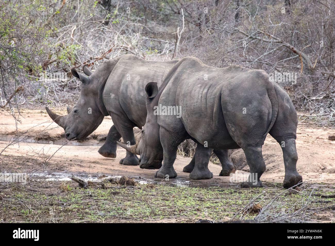 two-adult-white-rhinos-ceratotherium-simum-in-kruger-national-park-a