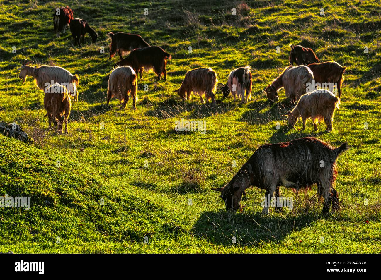 Herd of long-haired goats graze high in the mountains on the green meadows of Passo San Leonardo. Maiella National Park, Abruzzo, Italy, Europe Stock Photo