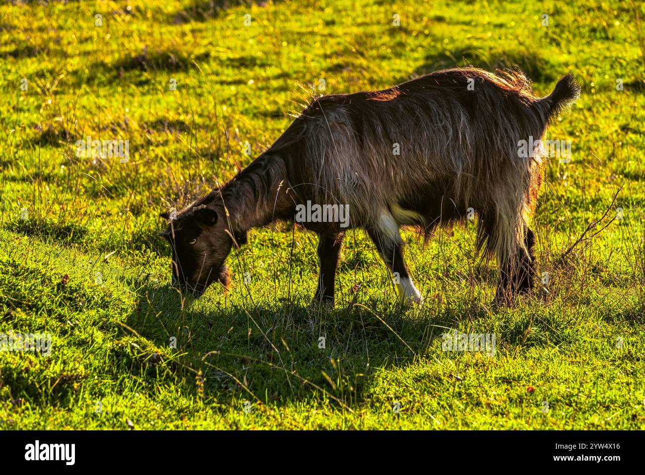 Herd of long-haired goats graze high in the mountains on the green meadows of Passo San Leonardo. Maiella National Park, Abruzzo, Italy, Europe Stock Photo
