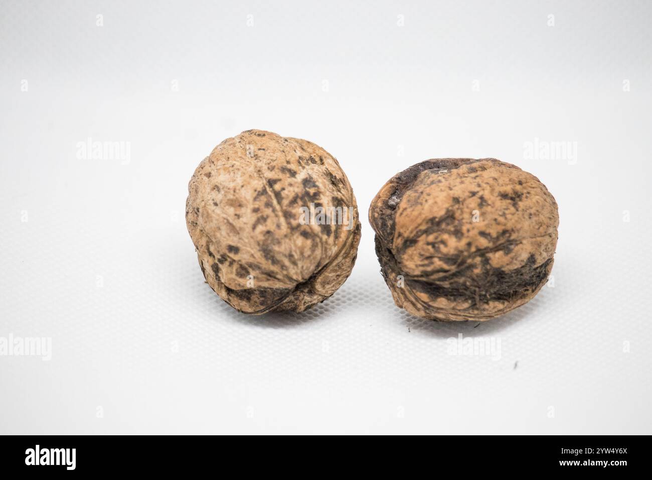 Two brown walnuts are placed on a white surface. Stock Photo