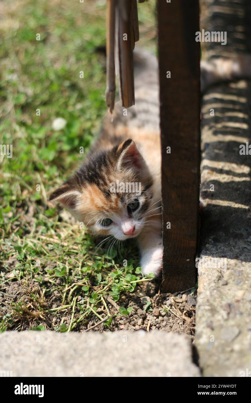 Little kitten discovers the garden surroundings Stock Photo - Alamy