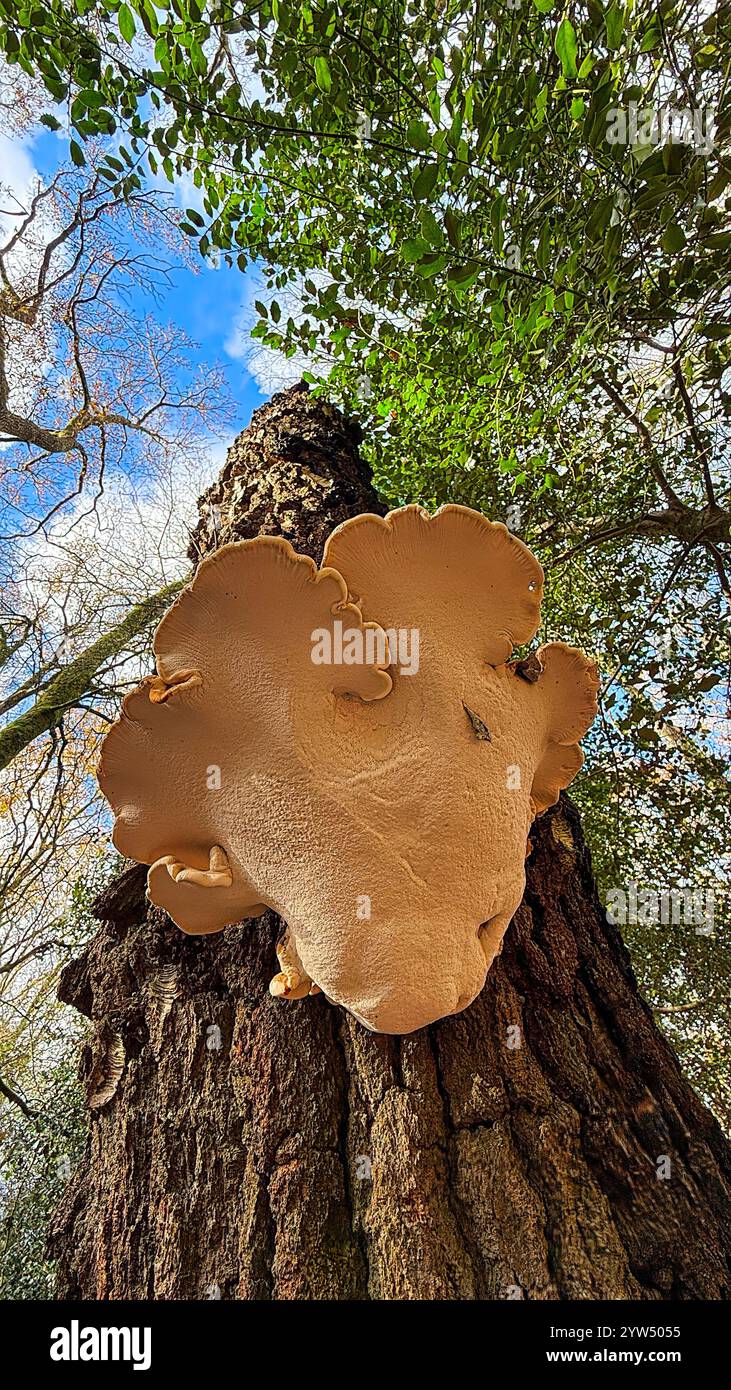 Birch bracket growing on a dead Silver Birch tree in Winter - Smartphone Captured Stock Image
