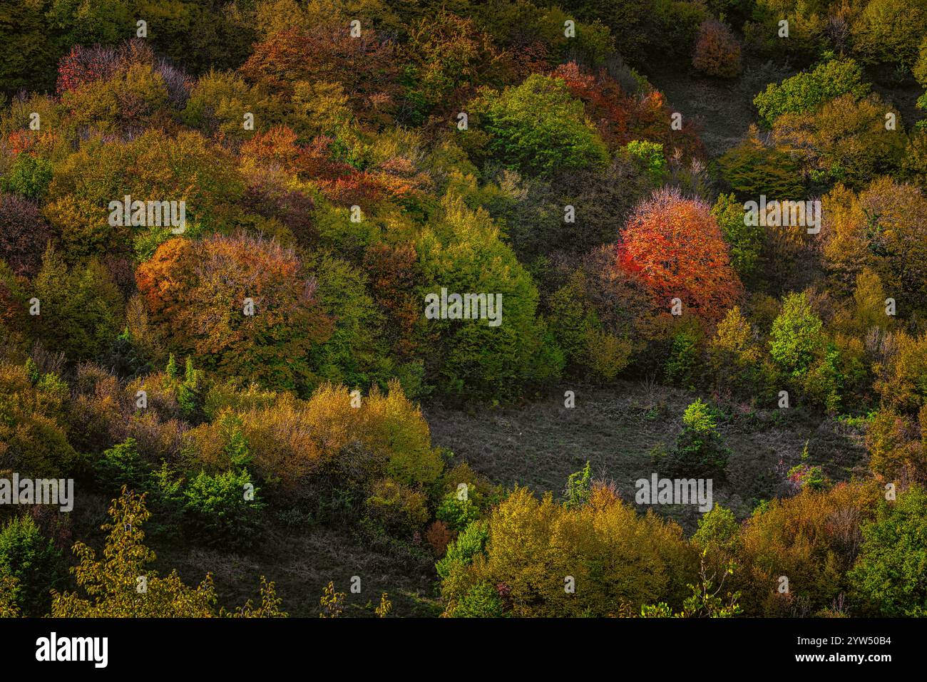 The beech, oak and maple woods of the mountains of the Maiella National Park are colored with the reds and yellows of autumn. Abruzzo, Italy, Europe Stock Photo