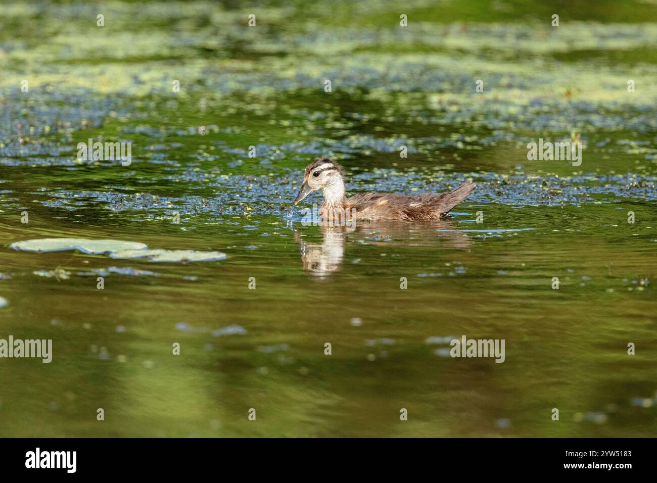 Wood duck duckling swimming on lake Stock Photo