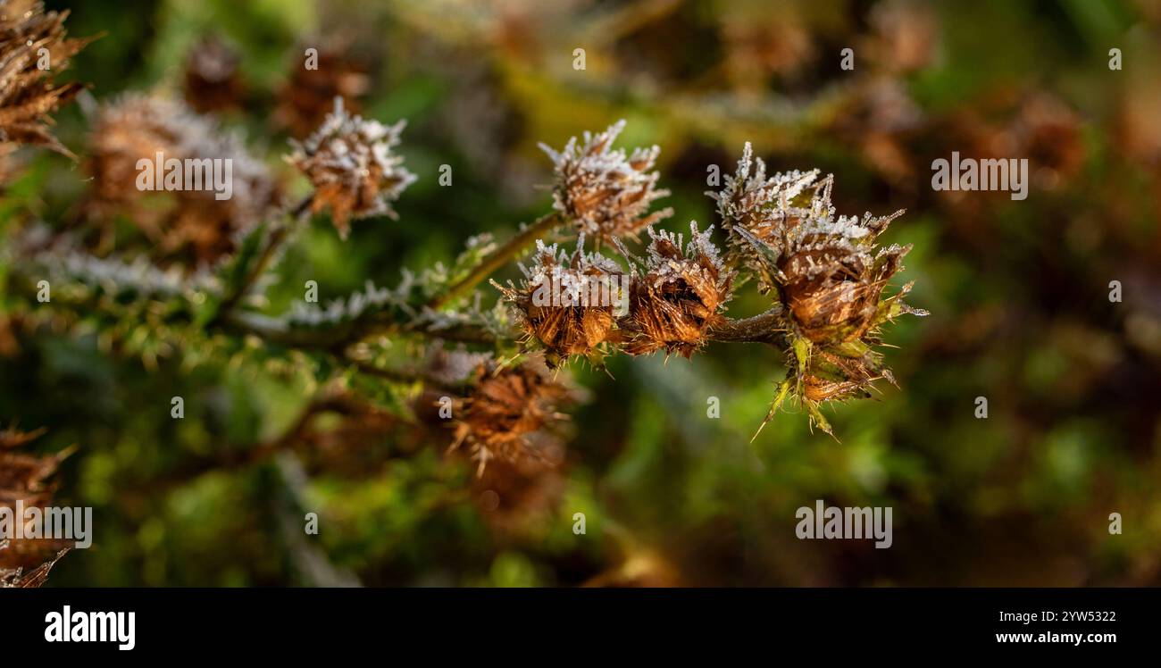 Frost tinged natural close up plant portrait of Berkheya purpurea seed-heads in early winter. soulful, intriguing, absorbing, abstraction, imagination Stock Photo