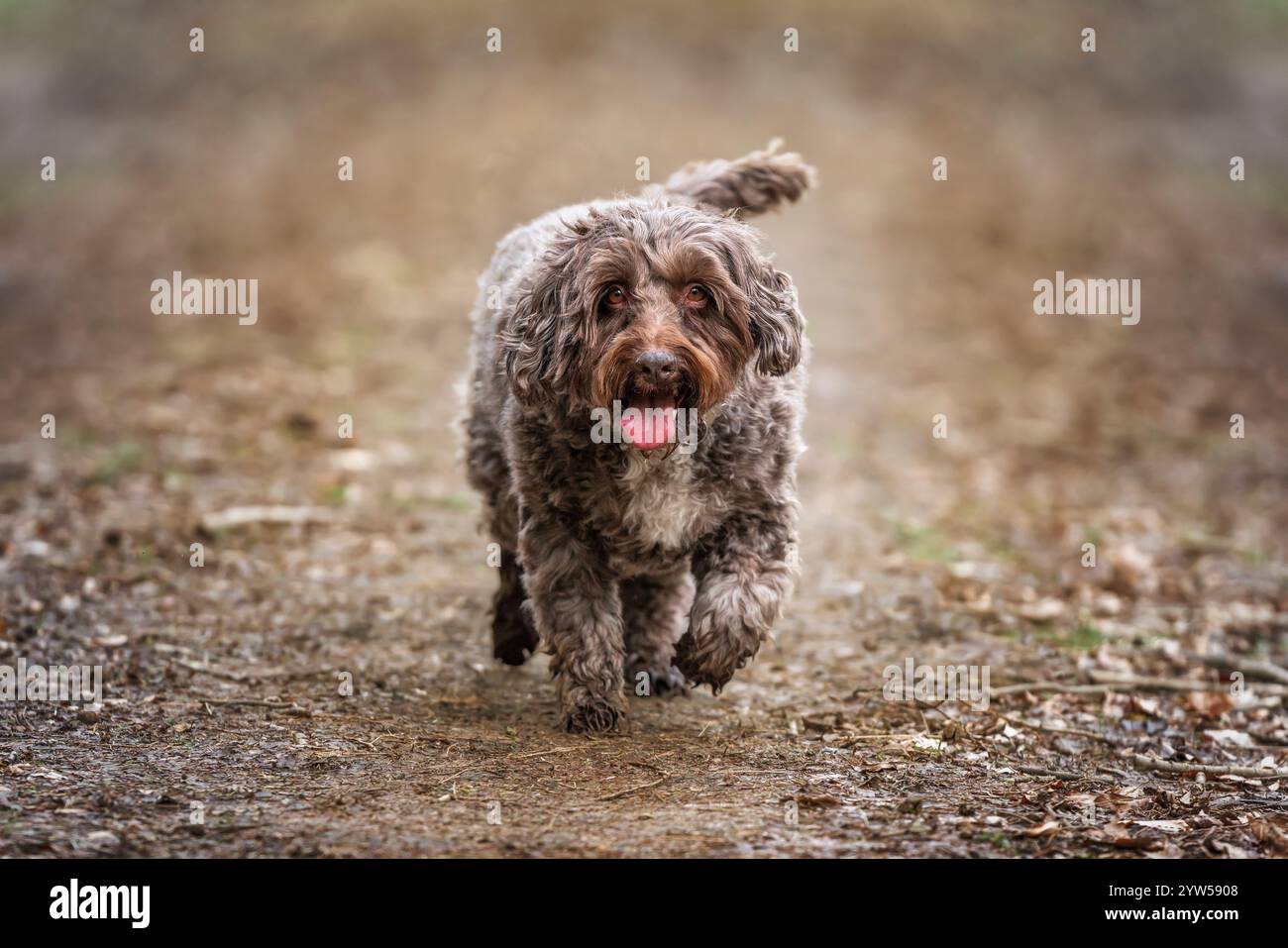 Senior Brown cockapoo in the Windsor forest Stock Photo - Alamy