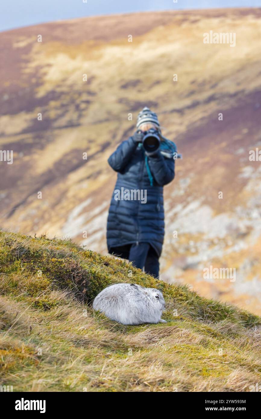 Nature photographer approaching mountain hare / snow hare (Lepus timidus) in white winter pelage in the hills of Cairngorms National Park, Scotland Stock Photo