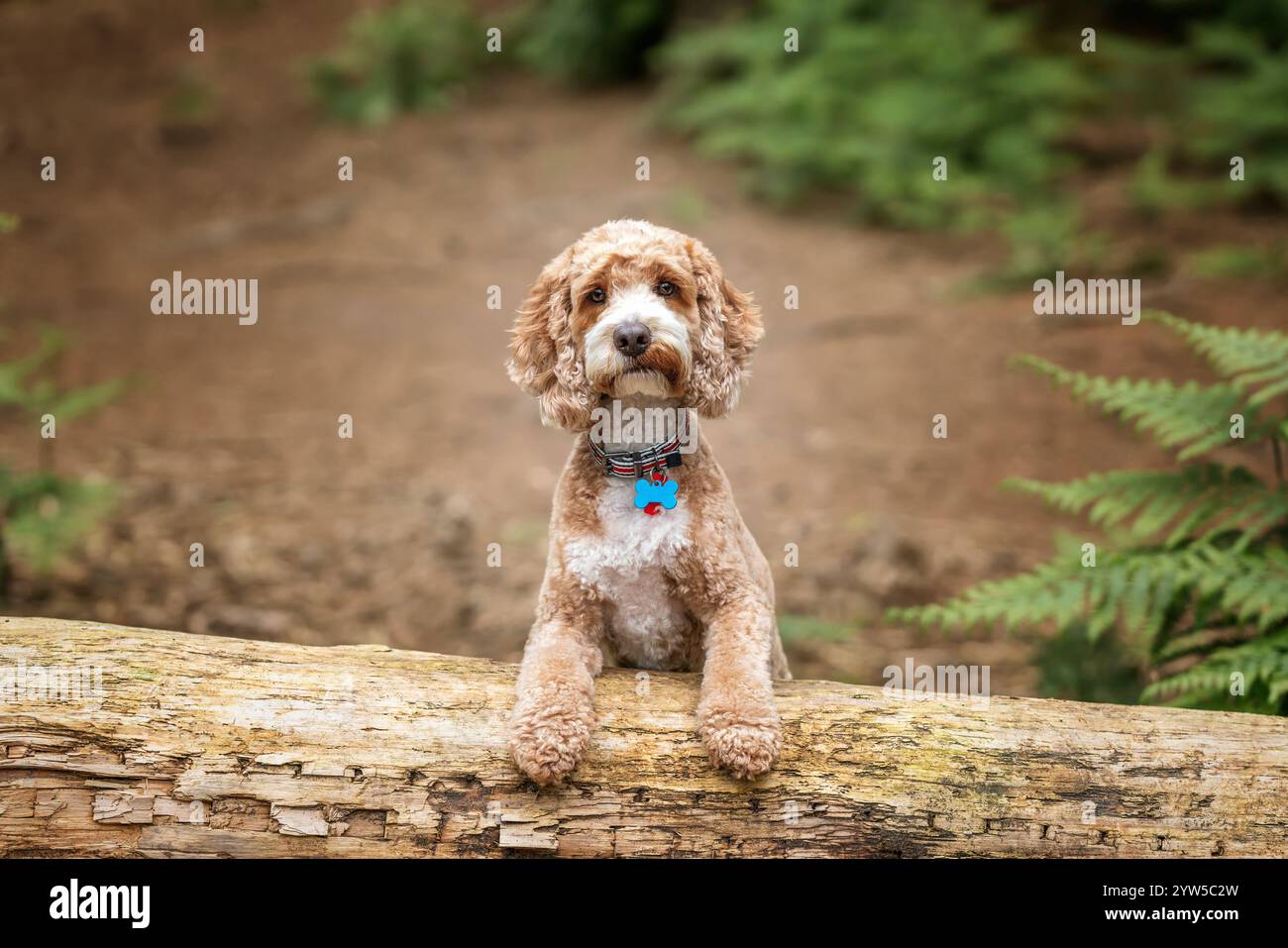 Brown Cockapoo dog at Virginia Water Lake in Berkshire Stock Photo - Alamy