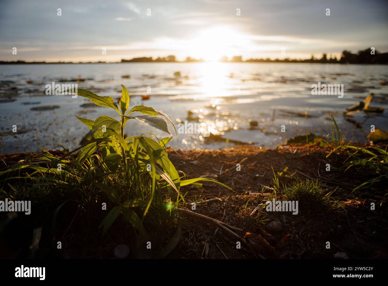 Riverside vegetation along the Mincio River in Mantua, captured in ...