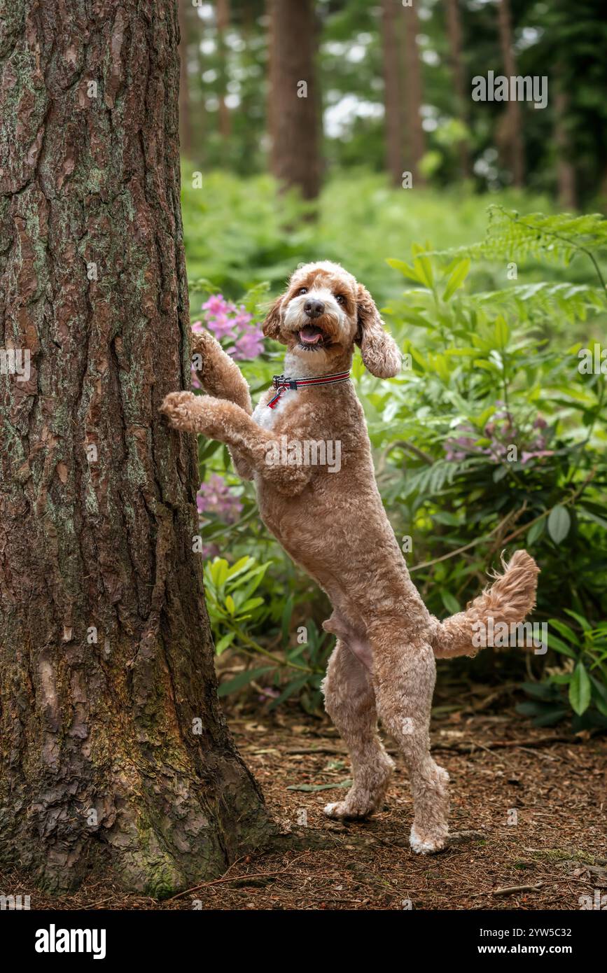 Brown Cockapoo dog at Virginia Water Lake in Berkshire Stock Photo - Alamy