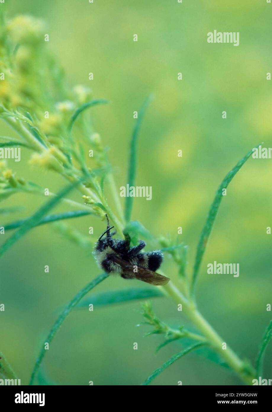 Pollinators doing the important work with flowers. Wild flowers being pollinated by bumblebees Stock Photo