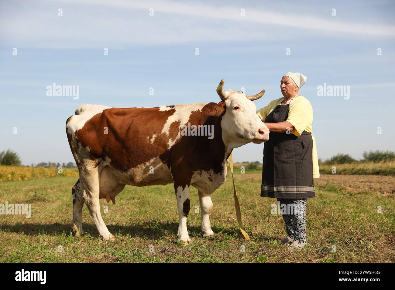 Senior woman with beautiful cow on pasture Stock Photo - Alamy