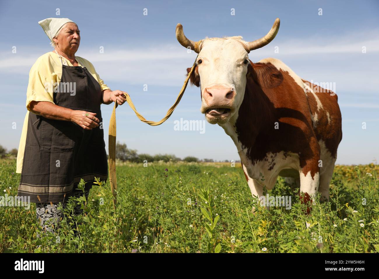 Senior woman with beautiful cow on pasture Stock Photo - Alamy