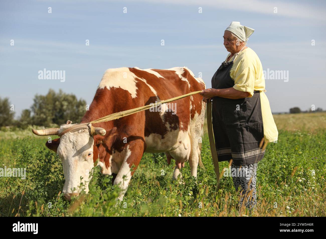 Senior woman beautiful cow hi-res stock photography and images - Alamy