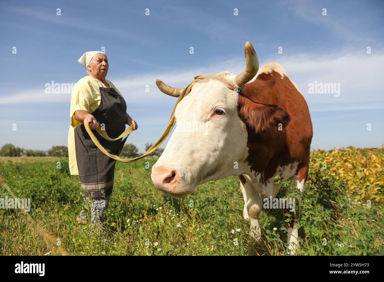 Senior woman beautiful cow hi-res stock photography and images - Alamy