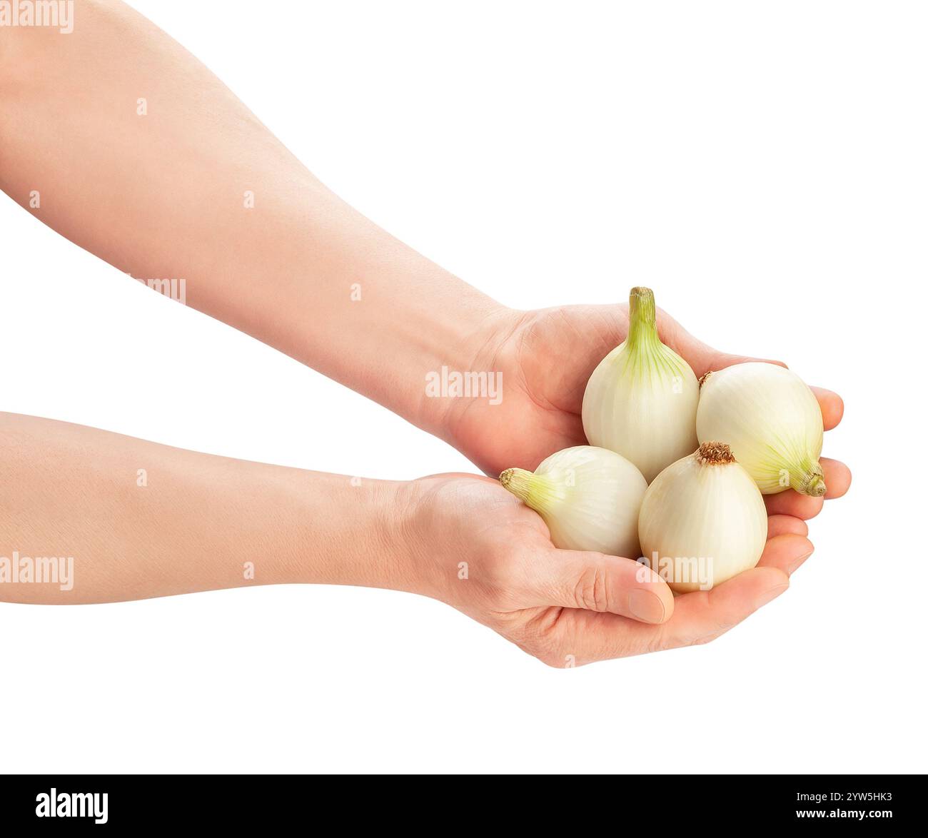 white young onion in hand path isolated on white Stock Photo