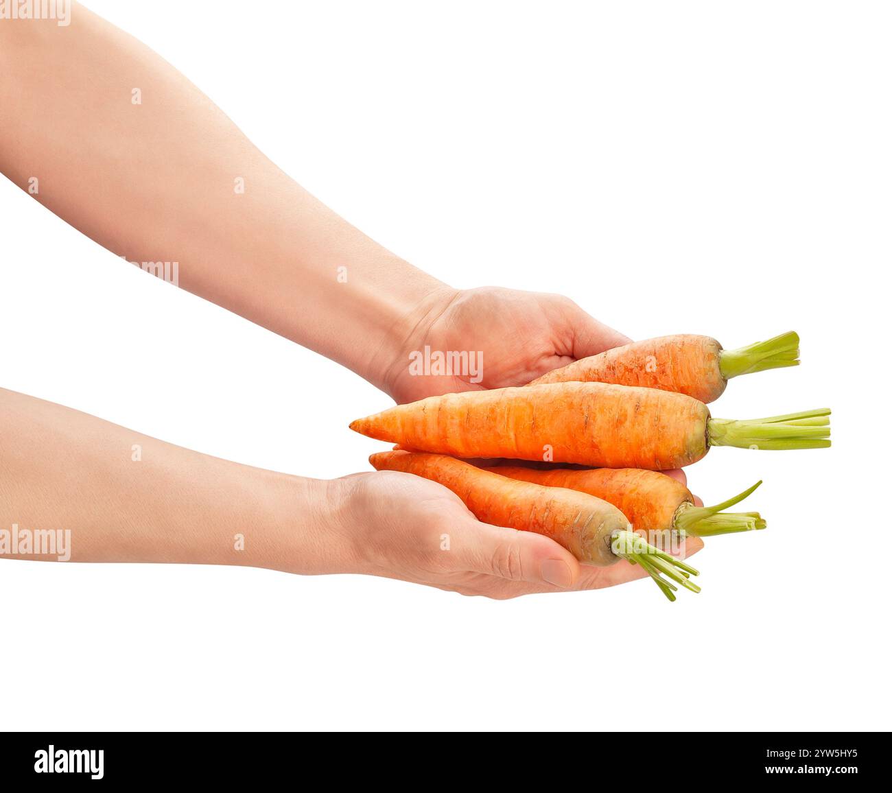 carrots in hand path isolated on white Stock Photo