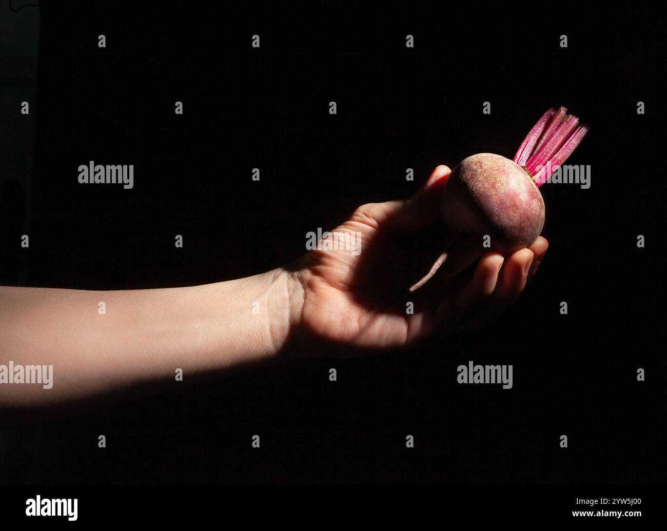 beetroot in hand on black background Stock Photo