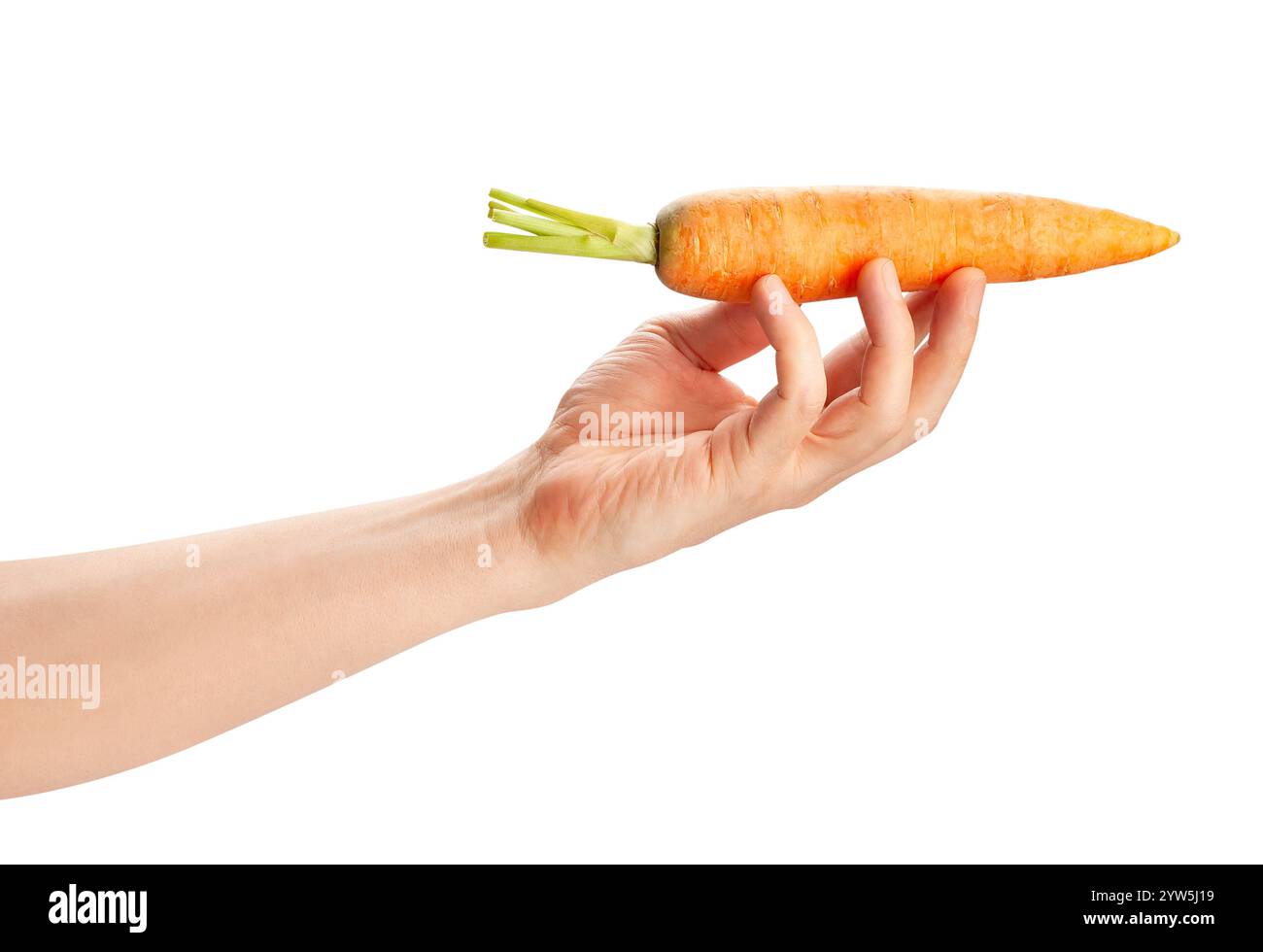 carrot in hand path isolated on white Stock Photo