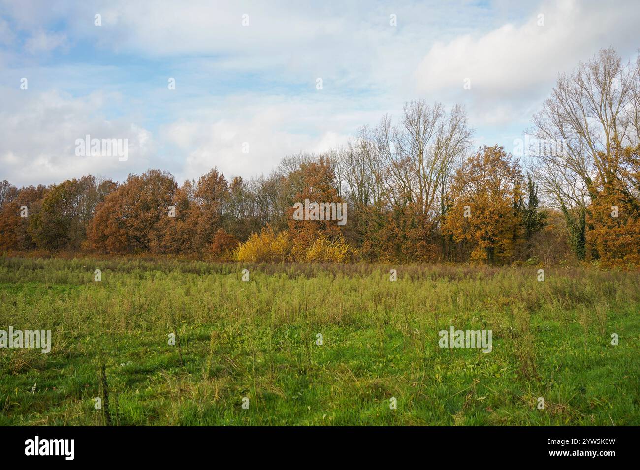 Autumn leaves tree line with green field, countryside Limburg ...
