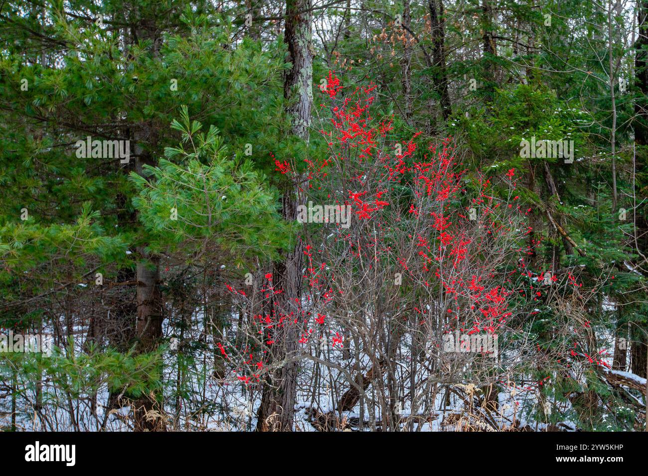 Winterberry (Ilex verticillata) in a Wisconsin forest with snow, horizontal Stock Photo