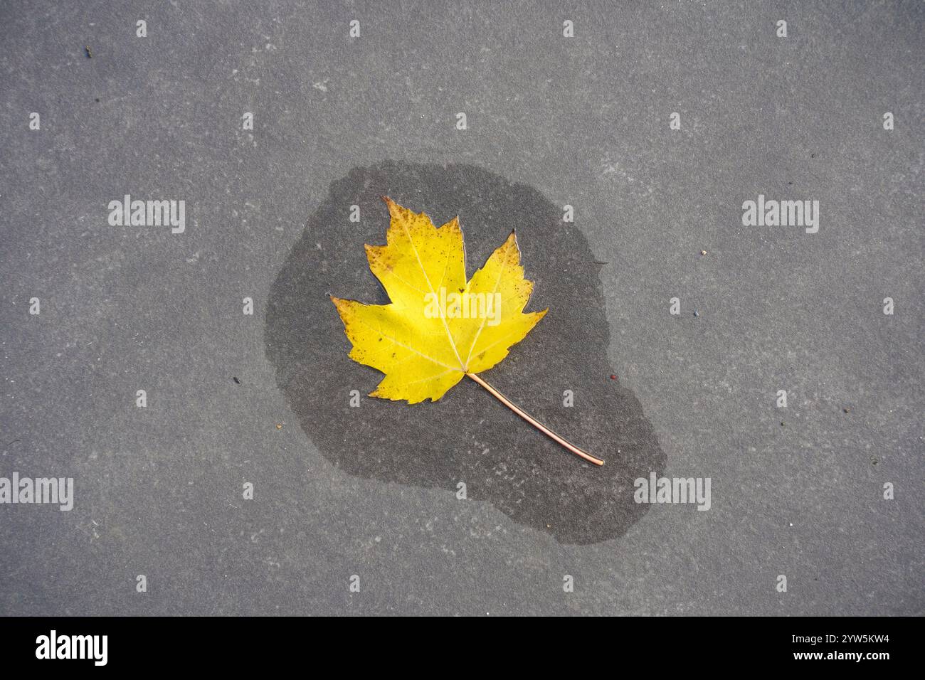 Yellow maple leaf with fall color on dark slate surface Stock Photo