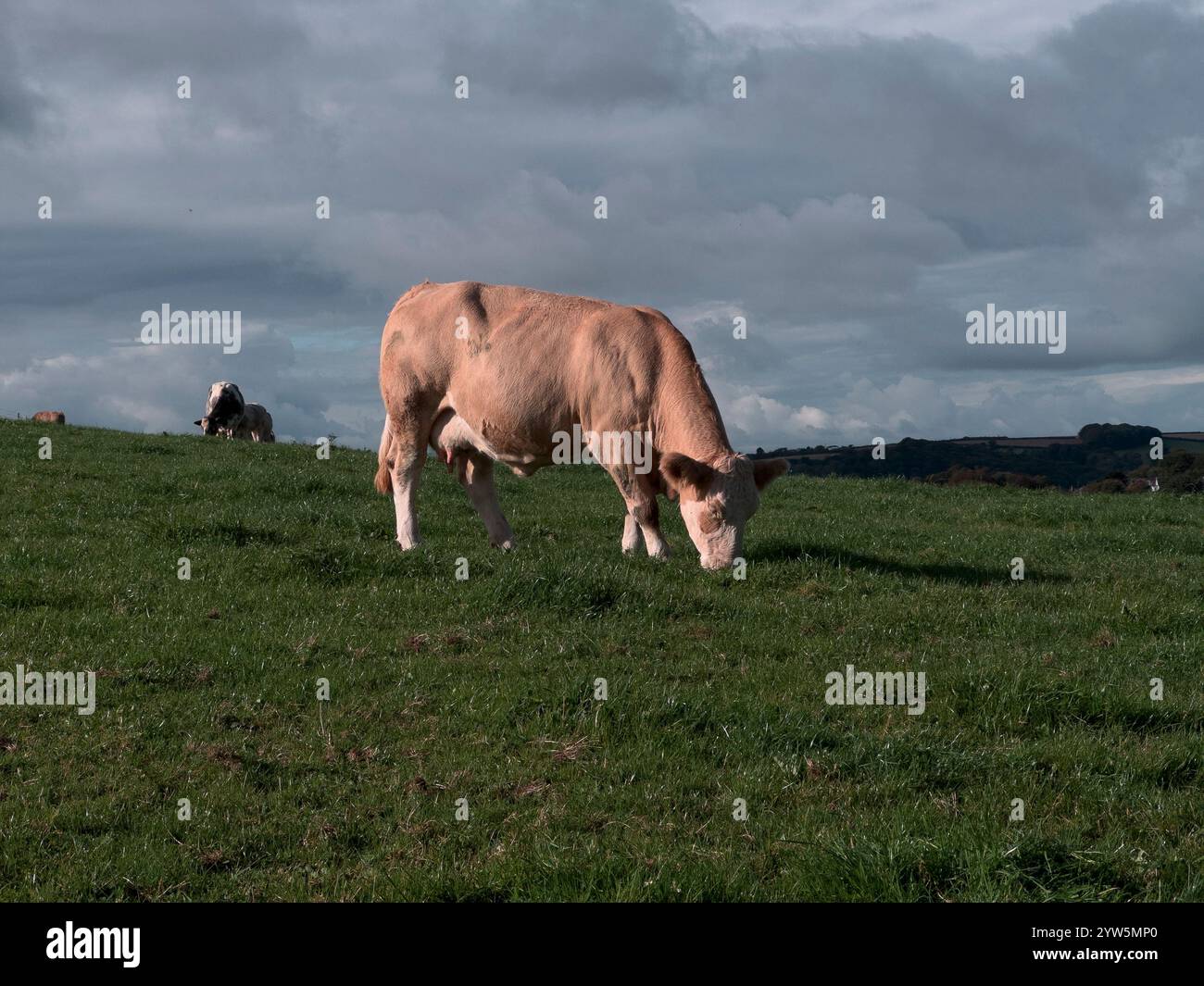 Cows Grazing in a summer field Stock Photo - Alamy
