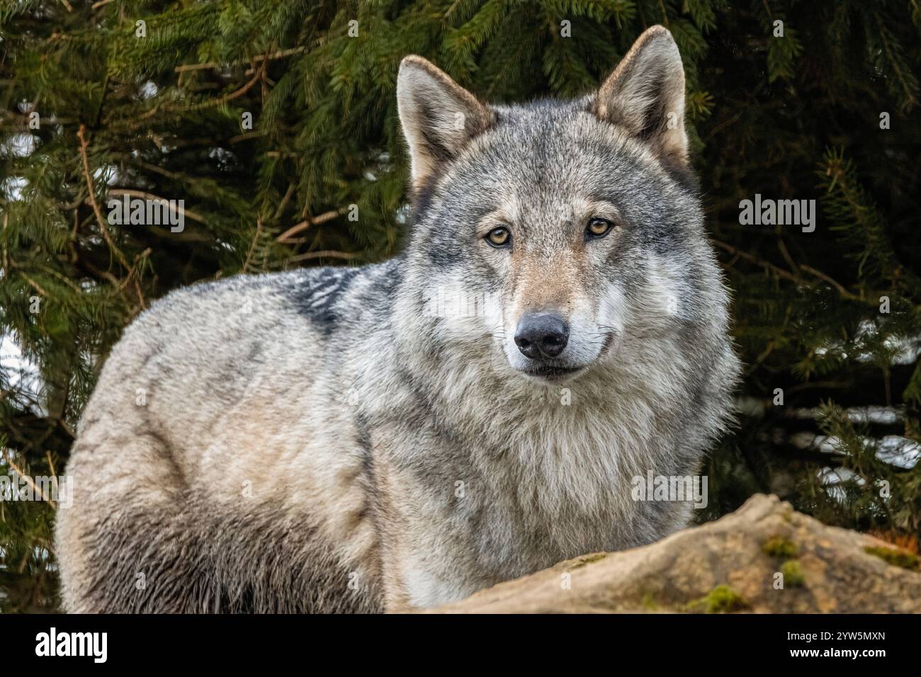Gray Wolves Alpha Alpha wolf hi-res stock photography and images - Alamy