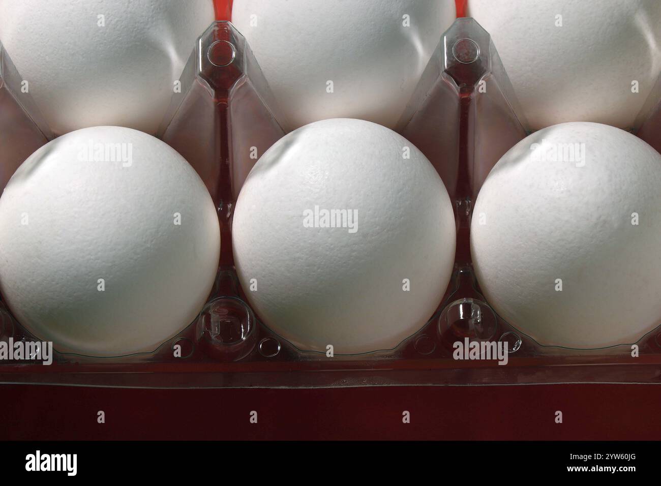 Chicken eggs in a plastic container. Stock Photo