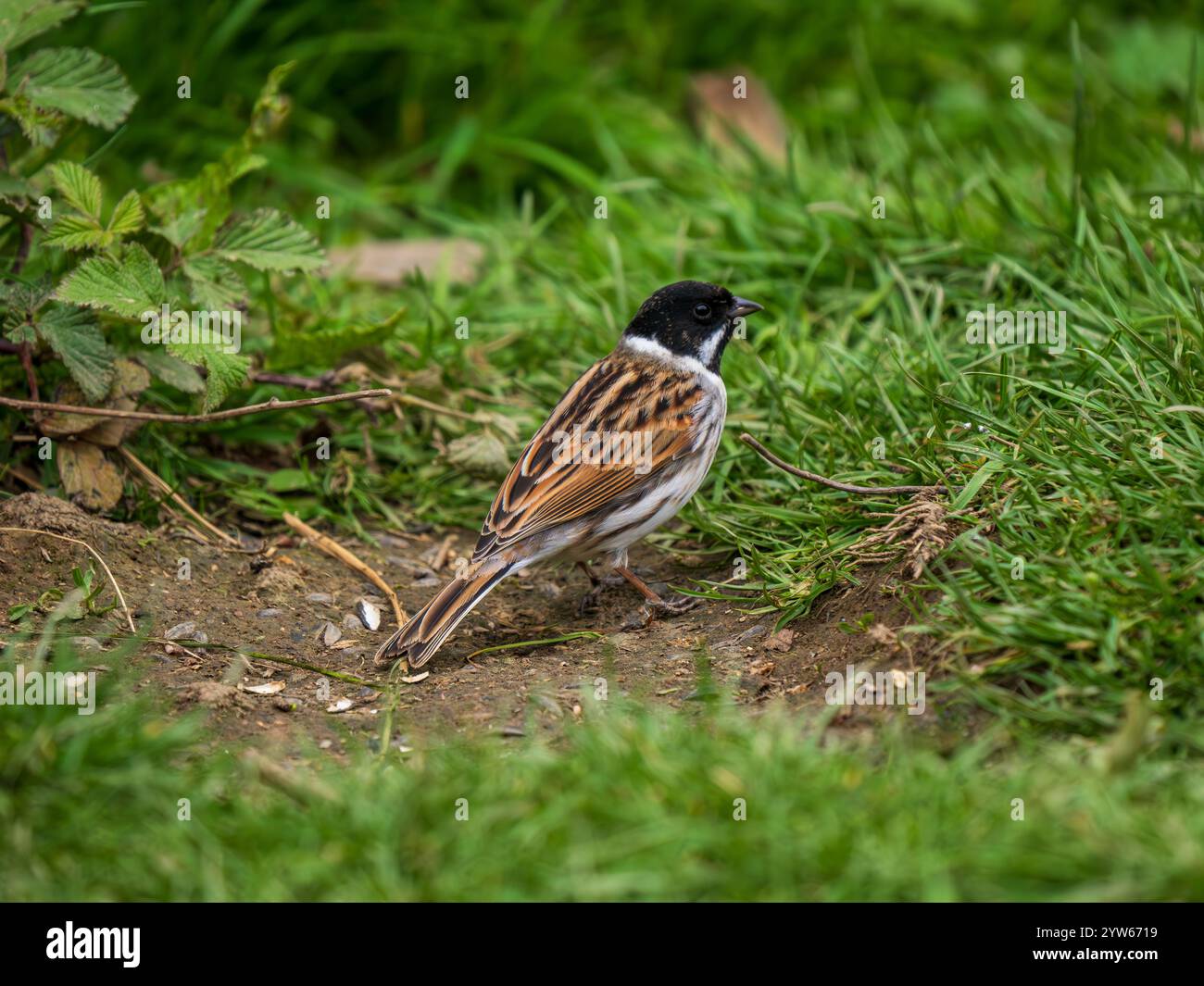 Male Reed Bunting on the Ground Stock Photo - Alamy