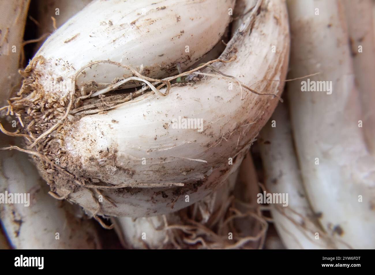 Catalan onions hi-res stock photography and images - Alamy
